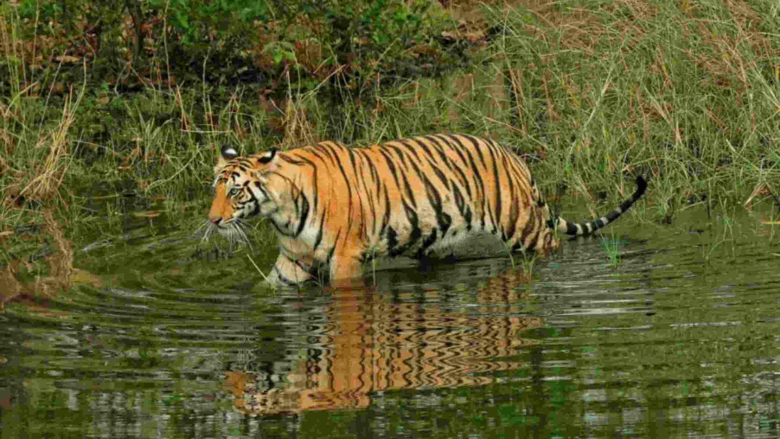 Sundarban tour