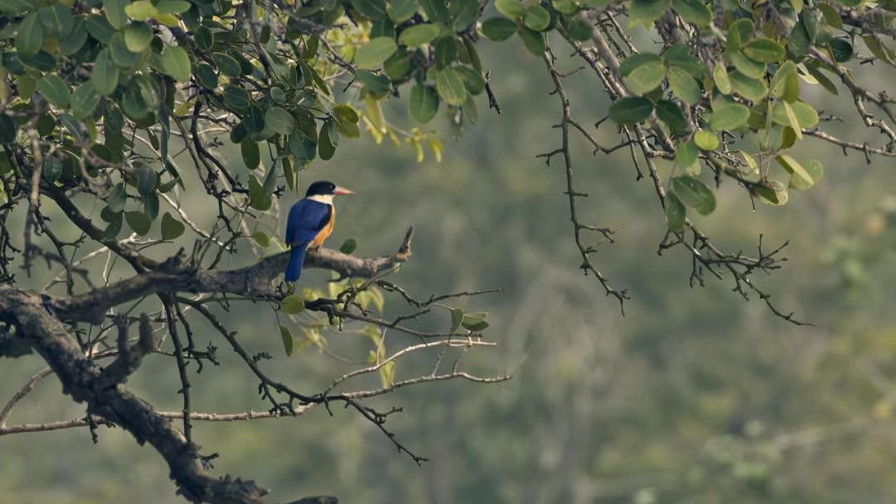 Weekend Sundarban Trip