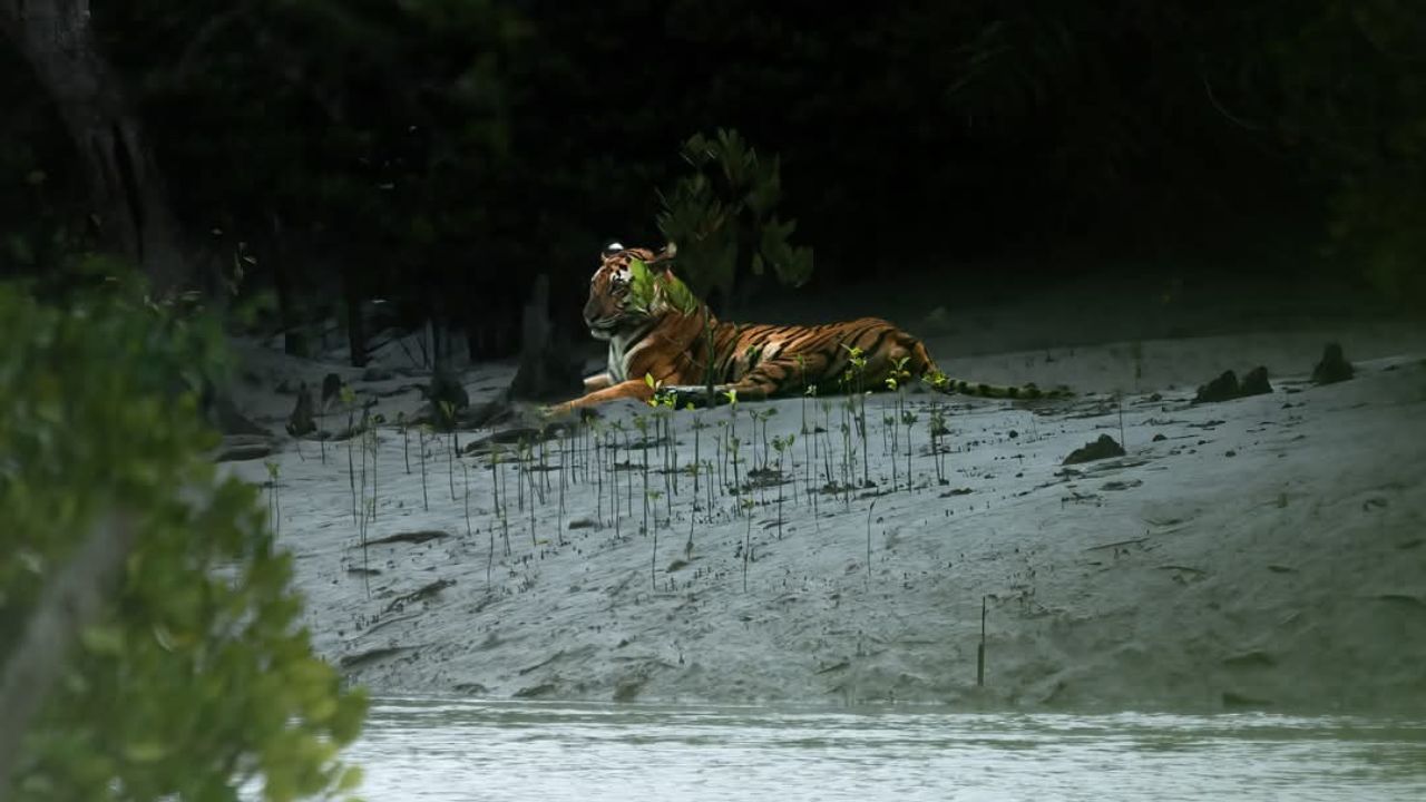 Sundarban Tour